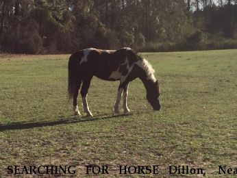 SEARCHING FOR HORSE Dillon,  Near South Congaree, SC, 29169